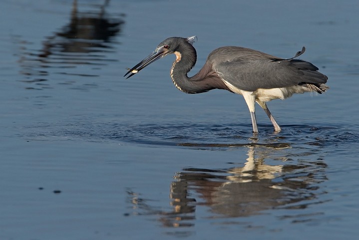 Dreifarbenreiher Egretta tricolor Tricolored Heron